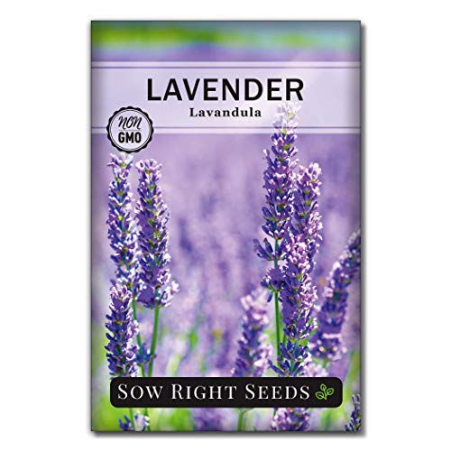 Sow Right Seeds - Lavender Seeds for Planting; Non-GMO Heirloom Seeds with Instructions to Plant and Grow a Beautiful Indoor or Outdoor herb Garden; Great Gardening Gift