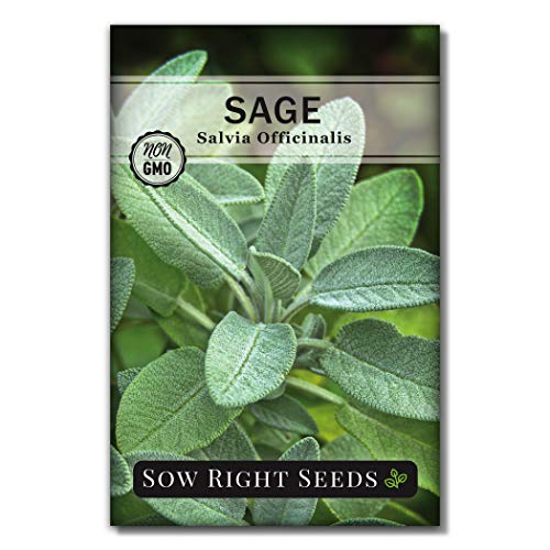 Sow Right Seeds - Italian Herb Garden Seed Collection - Individual Packets of Sweet Basil, Oregano, Parsley, Sage, and Thyme to Plant - Non GMO Heirloom with Instructions for Planting