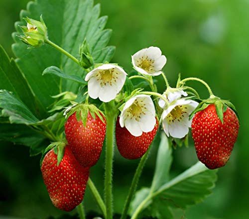 Sweet Red Strawberry Seeds 300pcs for Home Garden Planting