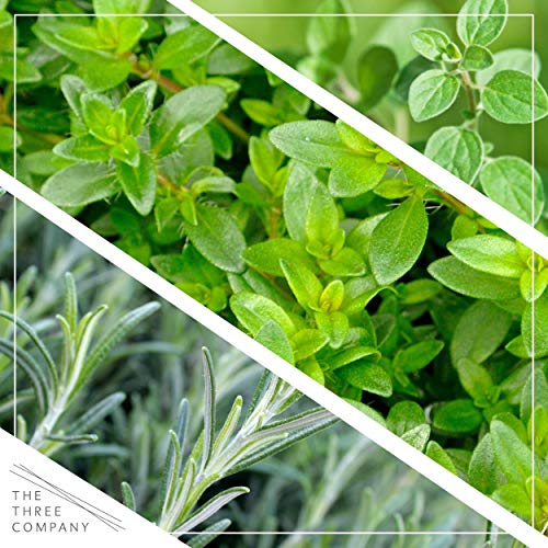 Live Aromatic and Edible Herbs - Assorted Varieties - 6 Plants Per Pack (Lemon Balm, Lavender, Lemon Verbena, Sage, Other Assorted Herbs), 6 Plants Per Pack