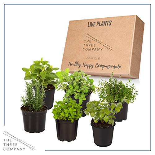 Live Aromatic and Edible Herbs - Assorted Varieties - 6 Plants Per Pack (Lemon Balm, Lavender, Lemon Verbena, Sage, Other Assorted Herbs), 6 Plants Per Pack