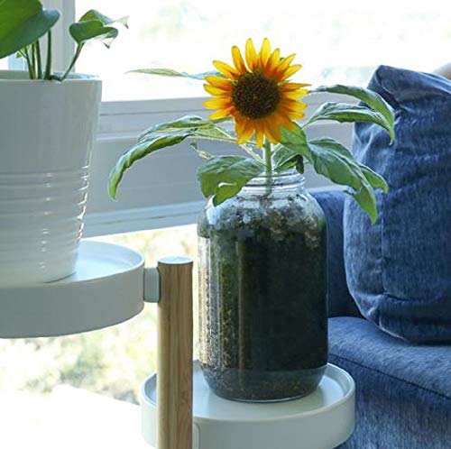 Back to the Roots Sunflower Organic Windowsill Planter Kit - Grows Year Round, Includes Everything Needed for Planting