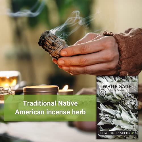 Sow Right Seeds - White Sage Seed to Plant - Non-GMO Heirloom Seeds - Full Instructions for Planting and Growing, Indoors or Outdoor; Great Gardening Gift (1)