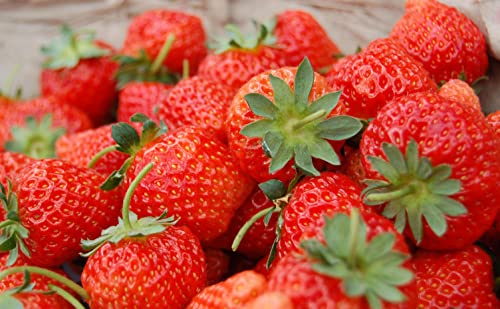 Sweet Red Strawberry Seeds 300pcs for Home Garden Planting