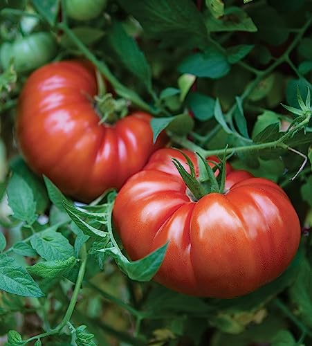 Burpee SteakHouse Hybrid Non-GMO Large Beefsteak Garden Produces Giant 3 LB Fresh Tomatoes | Vegetable Planting, 25 Seeds