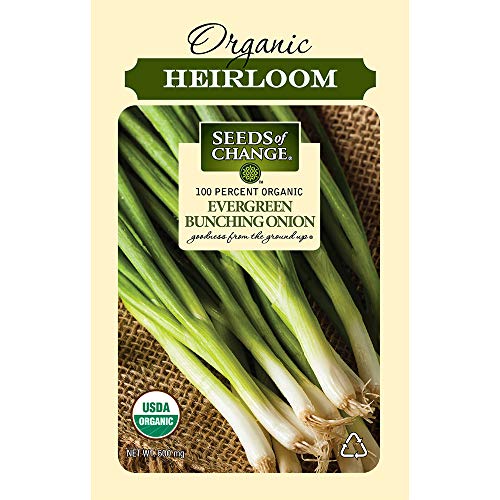 Seeds Of Change 8225 Evergreen Bunching Onion, Green