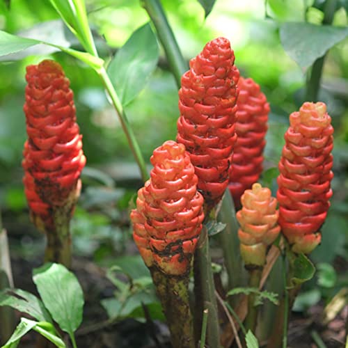 5 Zingiber Zerumbet Shampoo Ginger Lily Plant Rhizomes for Planting, Red Pinecone Ginger Roots