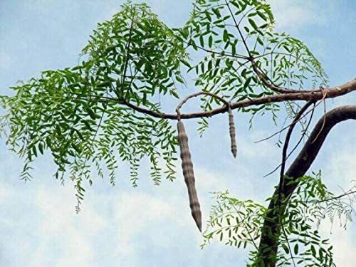 GreenCreator 25 Seeds of The Tree of Life - The Moringa Tree Easy to Grow, Fast Growing Tree