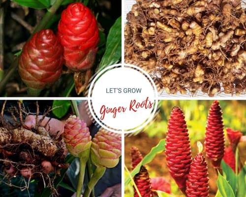 5 Zingiber Zerumbet Shampoo Ginger Lily Plant Rhizomes for Planting, Red Pinecone Ginger Roots