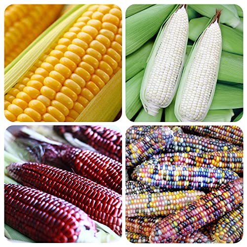 200+ Corn Seeds for Planting Popcorn Delicious Glass Gem Corn, Cream Sweet Corn, Silver White Queen Corn, red Corn Non-GMO Heirloom, 90% Germination Rates Open Pollinated