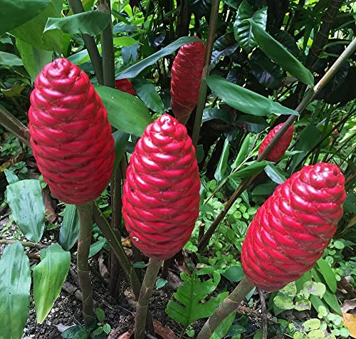 5 Zingiber Zerumbet Shampoo Ginger Lily Plant Rhizomes for Planting, Red Pinecone Ginger Roots