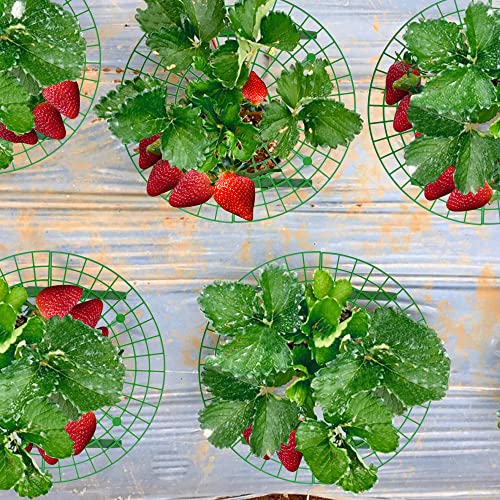 Iceyyyy 10 Pack Strawberry Plant Support Strawberry Growing Racks/ Frame (10, A)