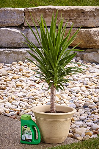 Miracle-Gro Shake 'N Feed Palm Plant Food, 4.5 lb., Feeds up to 3 Months