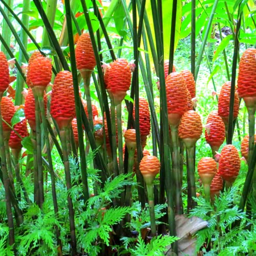 5 Zingiber Zerumbet Shampoo Ginger Lily Plant Rhizomes for Planting, Red Pinecone Ginger Roots