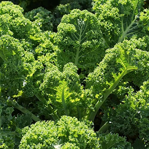 Purely Organic Products Purely Organic Heirloom Kale Seeds (Vates Blue Scotch Curled) - Approx 600 Seeds - 💙 Blu Rose's Garden LLC 💙