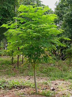 GreenCreator 25 Seeds of The Tree of Life - The Moringa Tree Easy to Grow, Fast Growing Tree