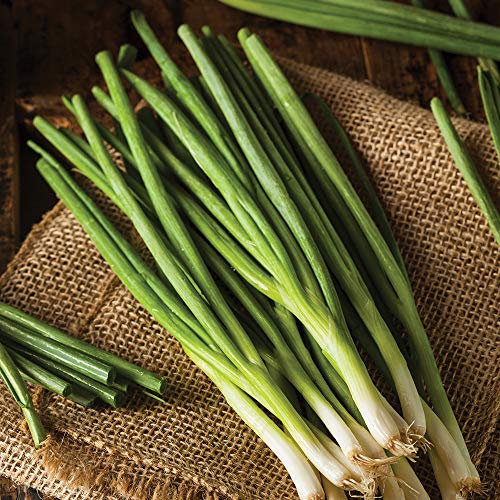 Seeds Of Change 8225 Evergreen Bunching Onion, Green