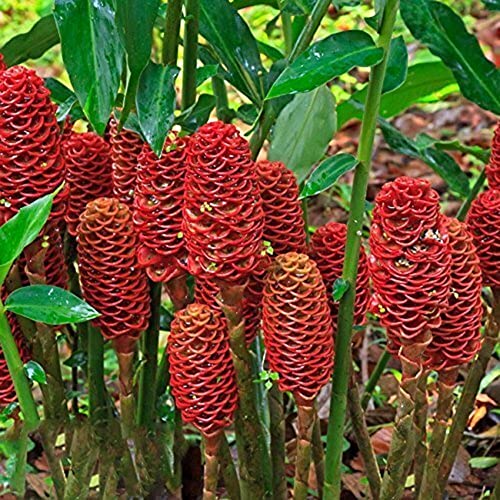 5 Zingiber Zerumbet Shampoo Ginger Lily Plant Rhizomes for Planting, Red Pinecone Ginger Roots