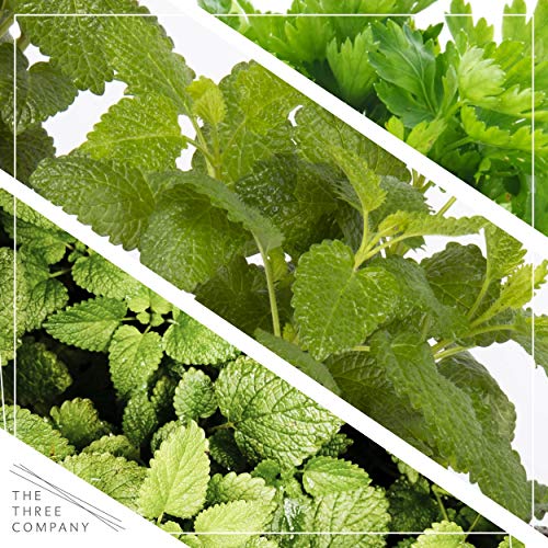 Live Aromatic and Edible Herbs - Assorted Varieties - 6 Plants Per Pack (Lemon Balm, Lavender, Lemon Verbena, Sage, Other Assorted Herbs), 6 Plants Per Pack