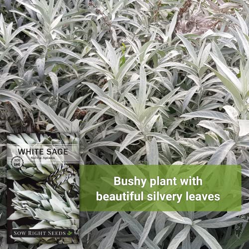 Sow Right Seeds - White Sage Seed to Plant - Non-GMO Heirloom Seeds - Full Instructions for Planting and Growing, Indoors or Outdoor; Great Gardening Gift (1)